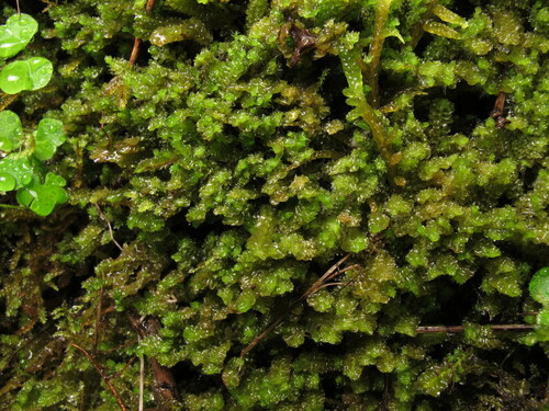 Image of Trilophozia quinquedentata by no rights reserved