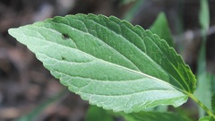 Mercurialis annua