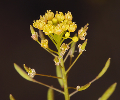 Descurainia pinnata glabra