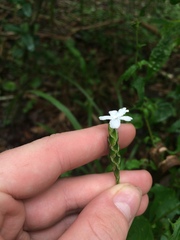Elytraria caroliniensis