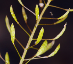 Descurainia pinnata glabra