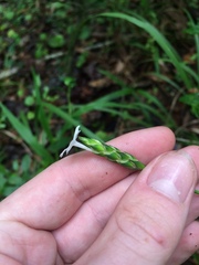 Elytraria caroliniensis