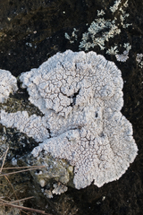 Pertusaria plittiana