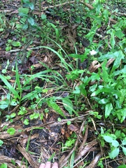 Elytraria caroliniensis