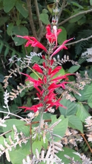 Salvia cinnabarina