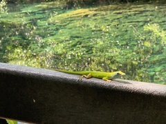 Anolis callainus