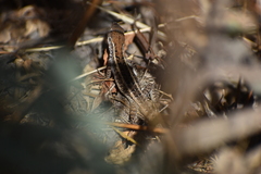 Stenocercus ornatissimus