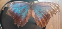 Morpho helenor montezuma
