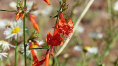 Ipomopsis aggregata formosissima