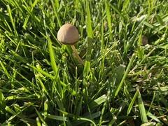 Panaeolus cinctulus
