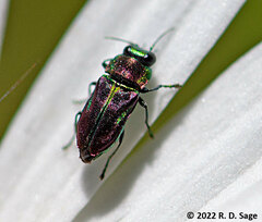 Bilyaxia concinna