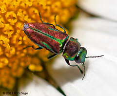 Bilyaxia concinna