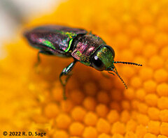 Bilyaxia concinna