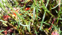 Ipomopsis aggregata formosissima