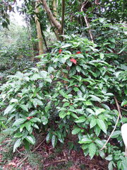 Elaeocarpus serratus