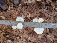 Neofavolus americanus