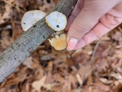 Neofavolus americanus