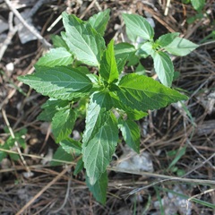 Mercurialis annua