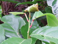 Elaeocarpus serratus