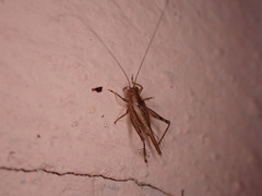 Anaxipha exigua
