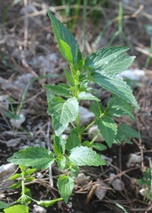 Mercurialis annua