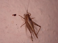 Anaxipha exigua