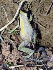 Physalaemus cuvieri