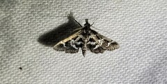 Diasemiodes janassialis