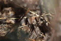 Stenocercus ornatissimus