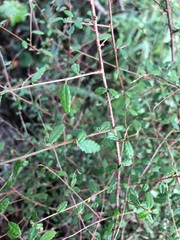 Acalypha eremorum