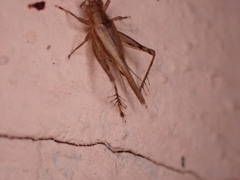 Anaxipha exigua