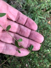 Acalypha eremorum