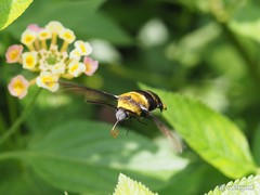 Sataspes tagalica