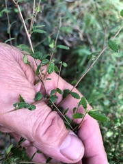Acalypha eremorum