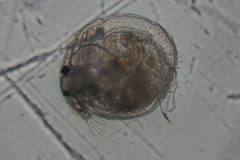 Chydorus sphaericus