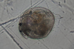Chydorus sphaericus