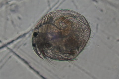Chydorus sphaericus