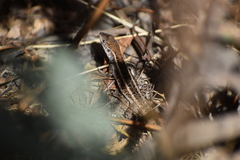 Stenocercus ornatissimus