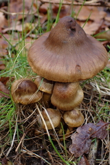 Cortinarius croceus