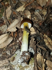 Hygrocybe singeri