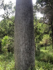 Brachychiton rupestris