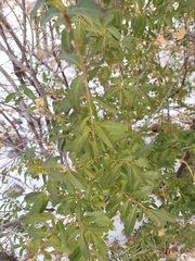 Ligustrum vulgare
