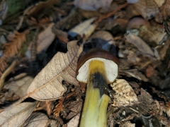 Hygrocybe singeri