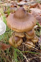 Cortinarius croceus