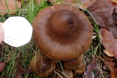 Cortinarius croceus