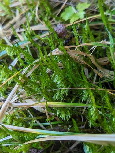 barinovka hrotitá (Calliergonella cuspidata)
