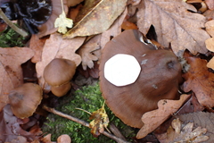 Cortinarius croceus