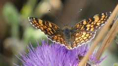 Melitaea phoebe
