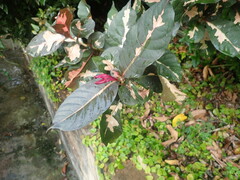 Graptophyllum pictum