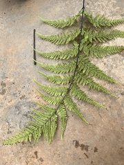 Dryopteris sandwicensis